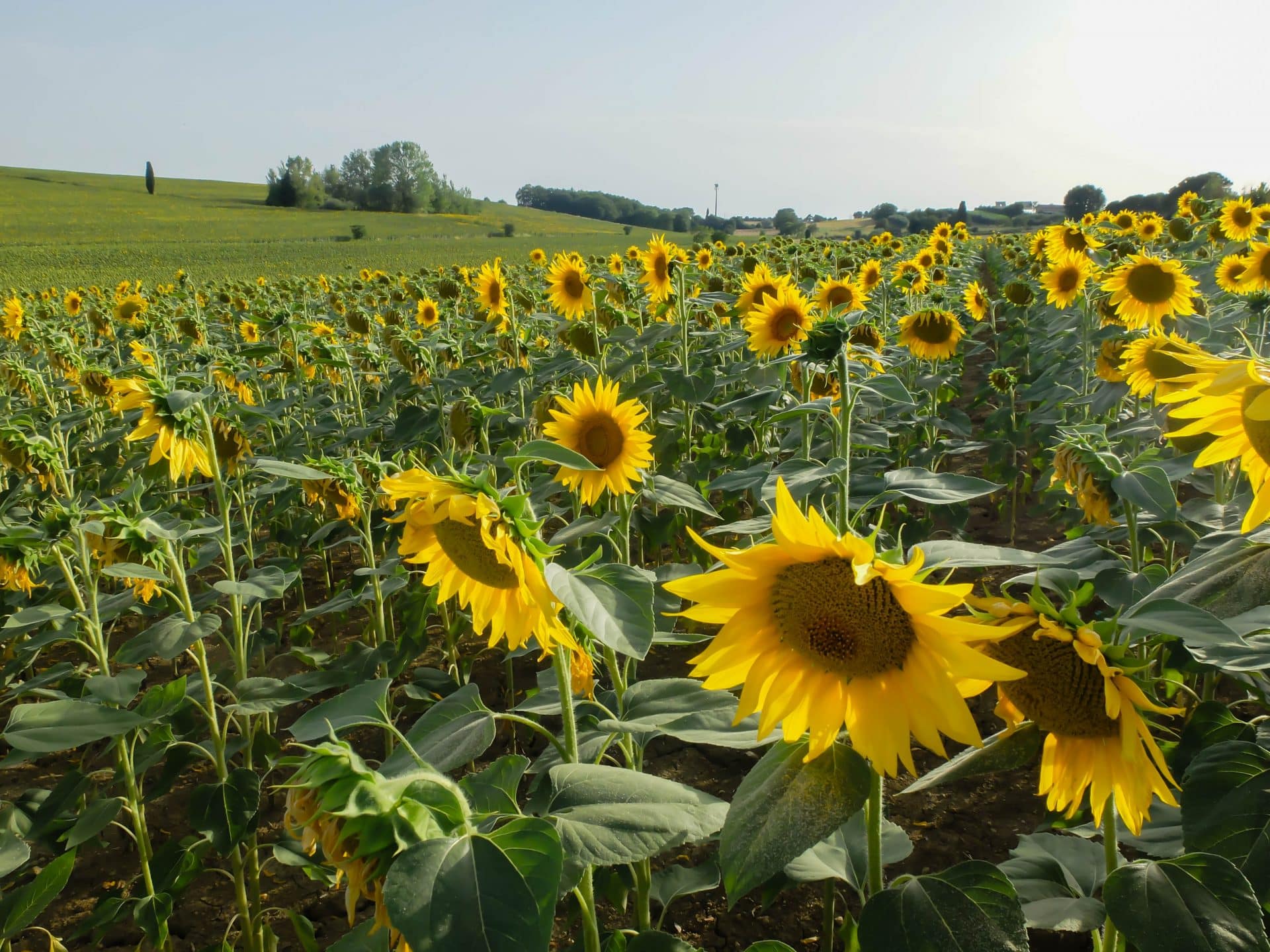 Campos de girasoles en Toscana