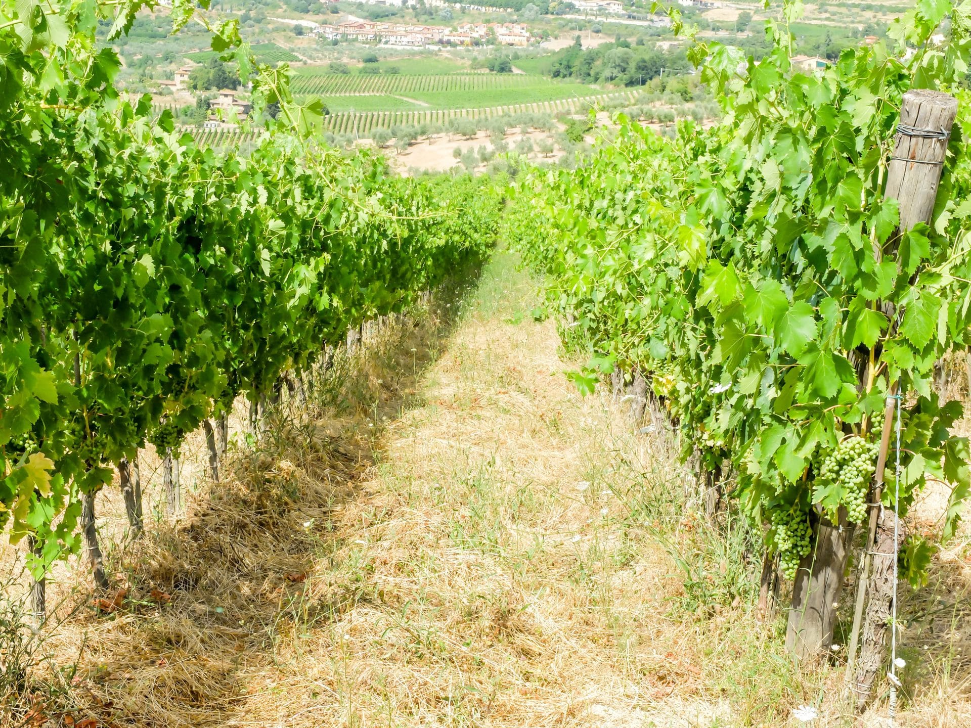 Vineyards in Chianti