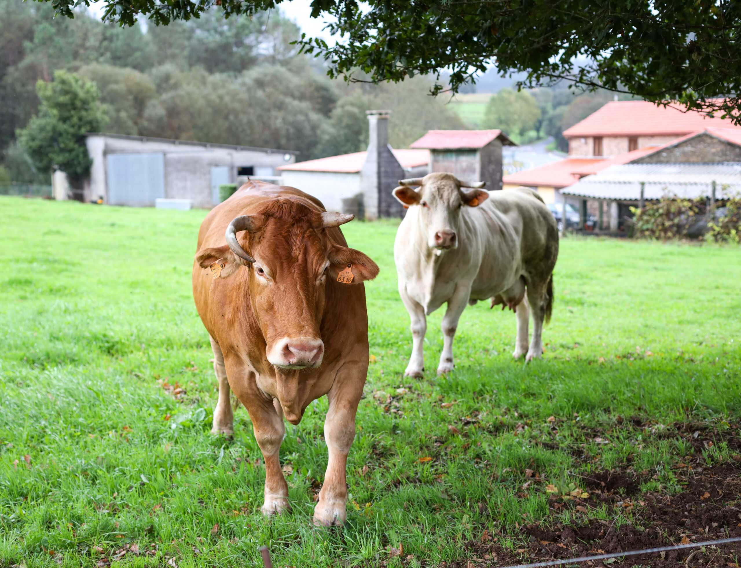 Galicia rural